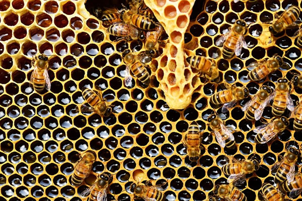Colmena de miel