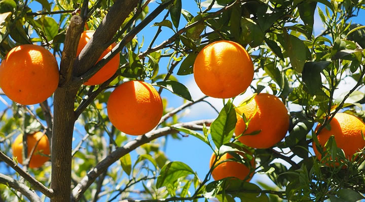 Naranjo con naranjas