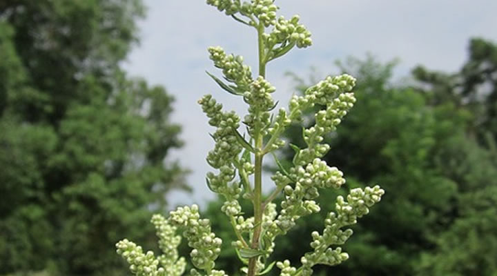 Planta Artemisa